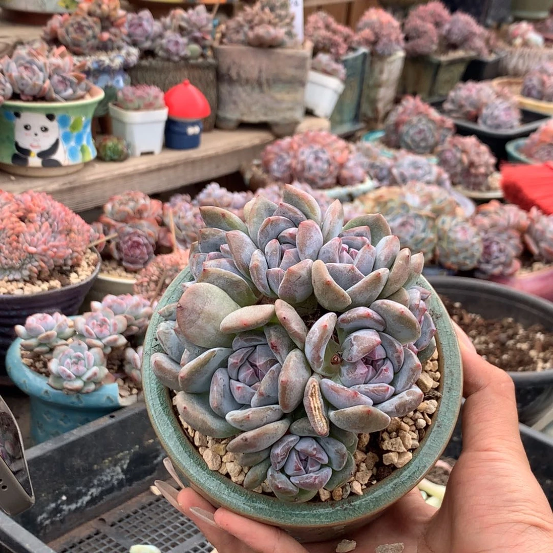 石榴籽绿底紫心花花