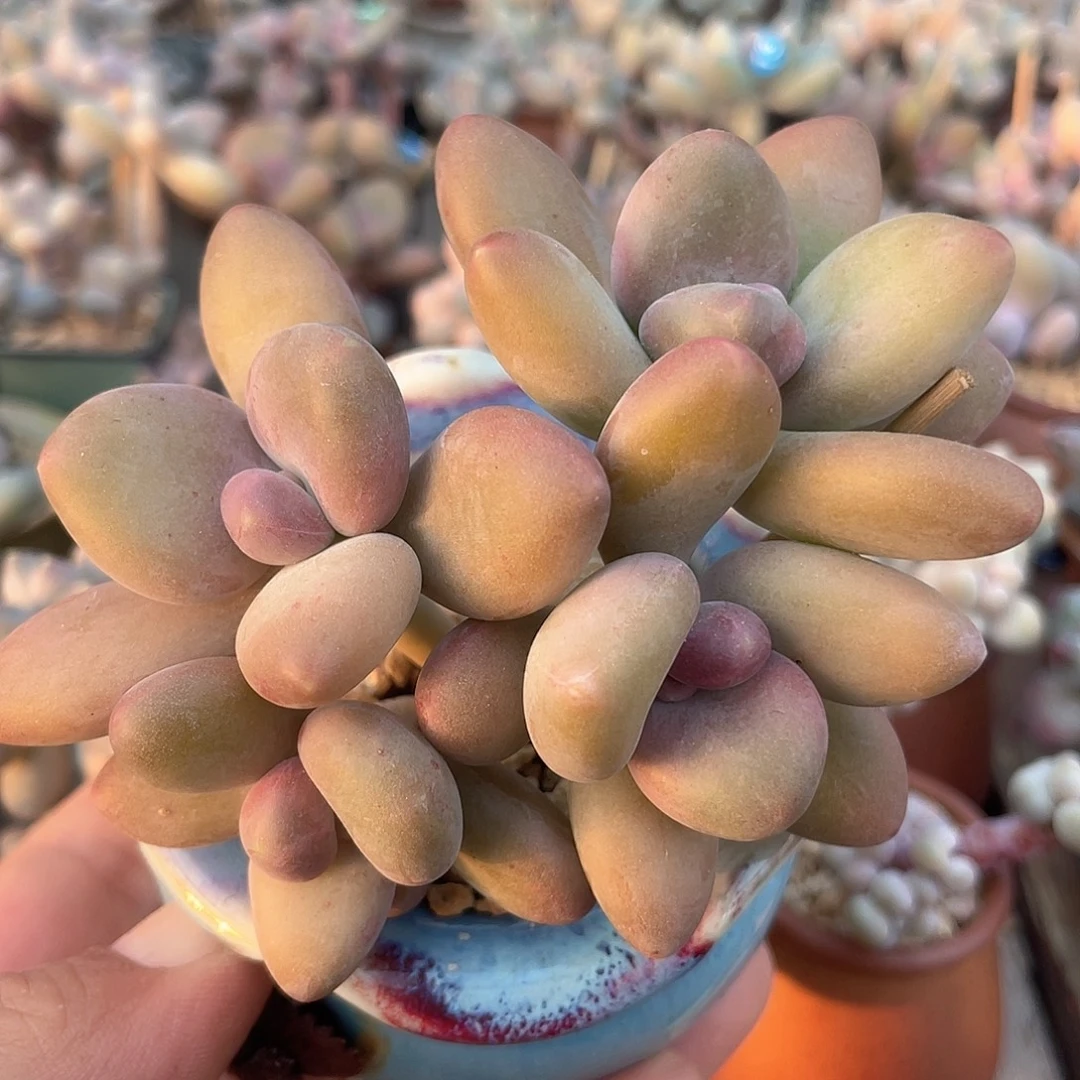 芒果5头 7口盆 脱土发货