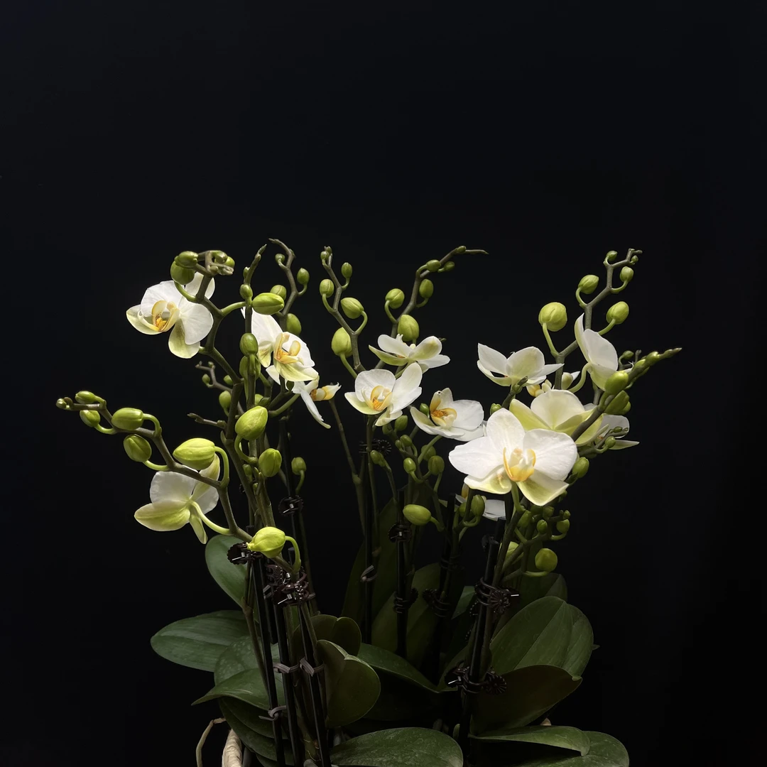 【洛桑】2.8寸蝴蝶兰室内绿植盆栽带花苞开花乔迁送礼优选
