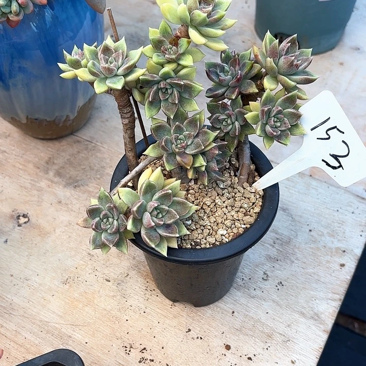 多肉植物，璀璨153号