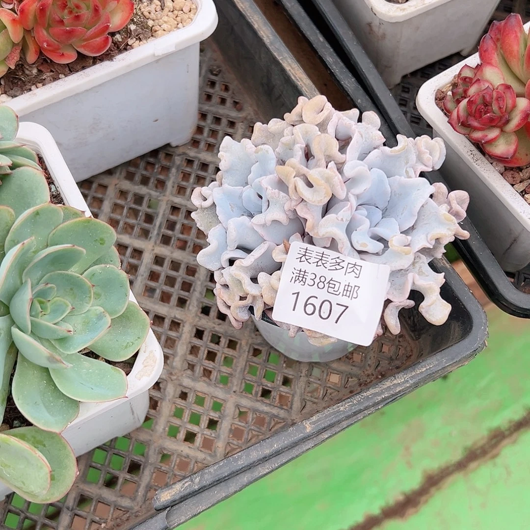 简****多肉一物一拍植物1607