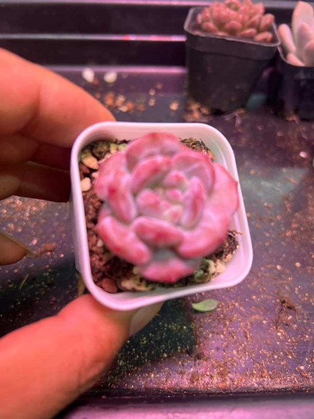 奶盖精品多肉植物（店铺满12.8包邮）