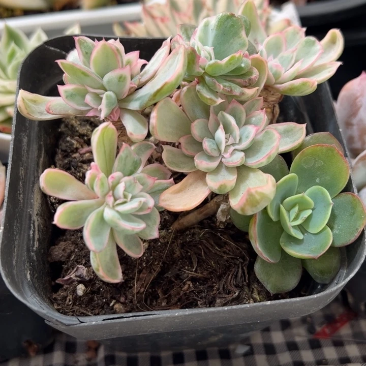 伯克利锦多肉植物579