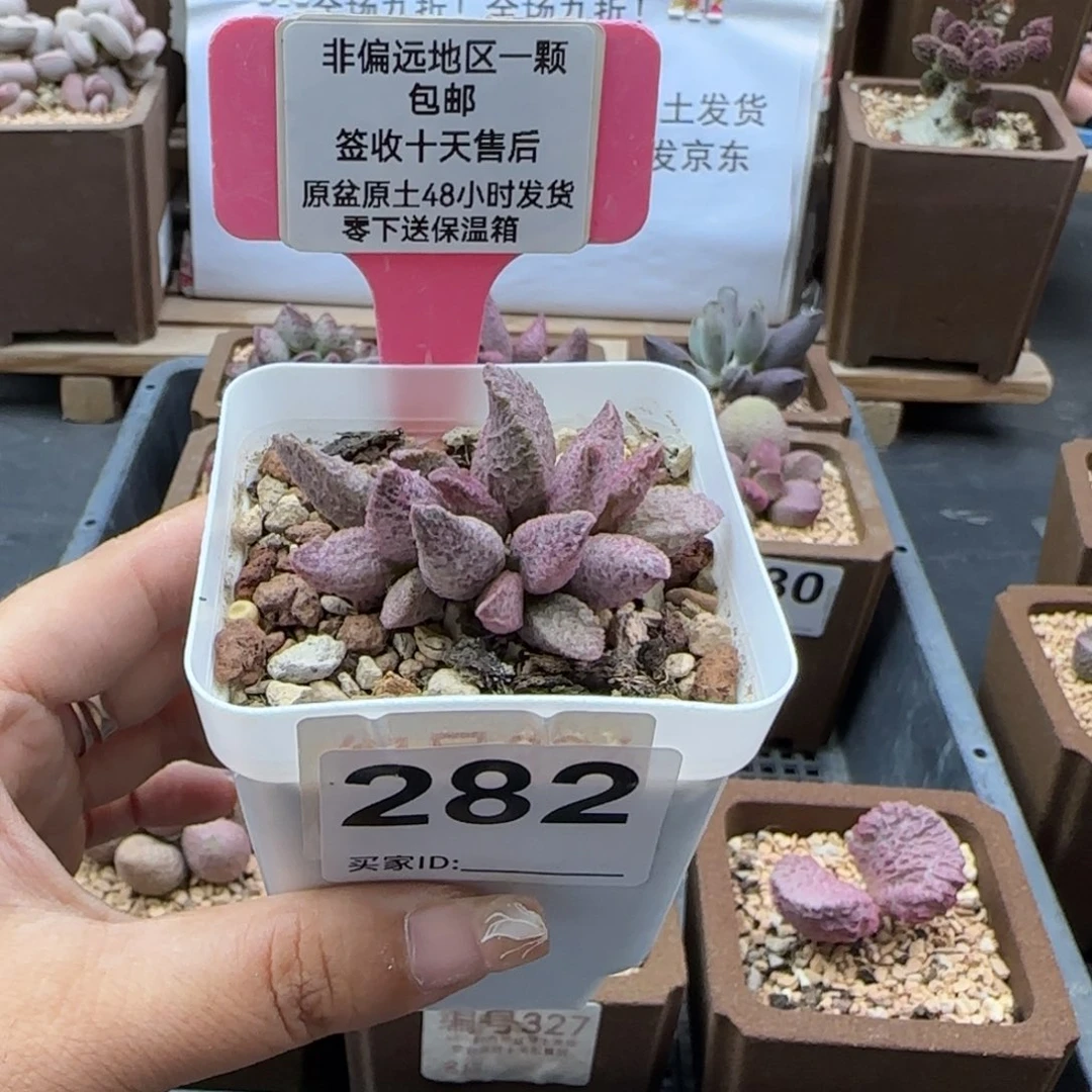 282融化纹猪肝多肉植物