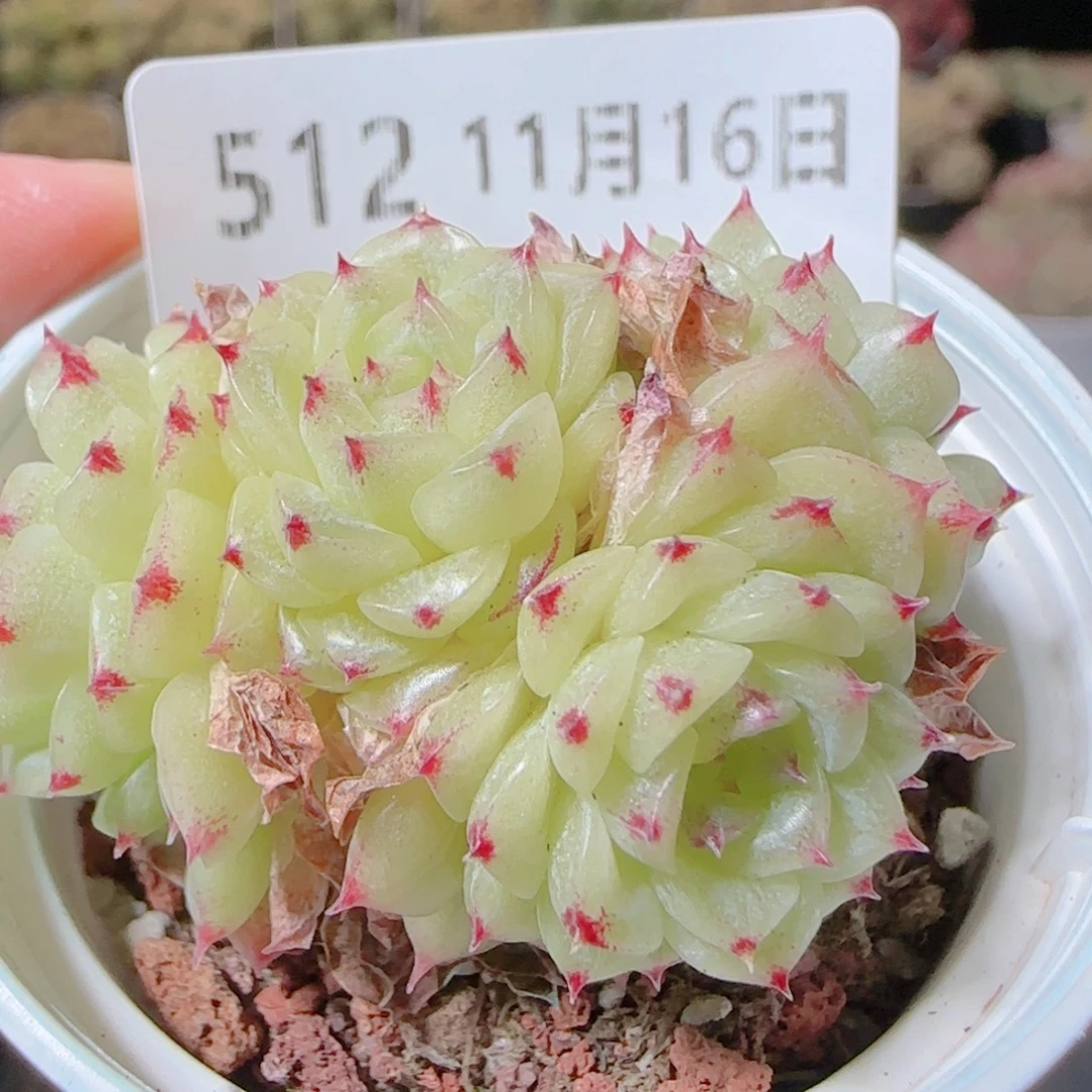 花语逸镜1116-512散