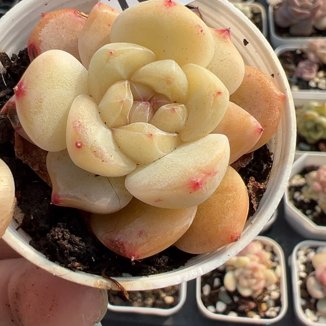 小卡拉米糖心一物一拍16-45