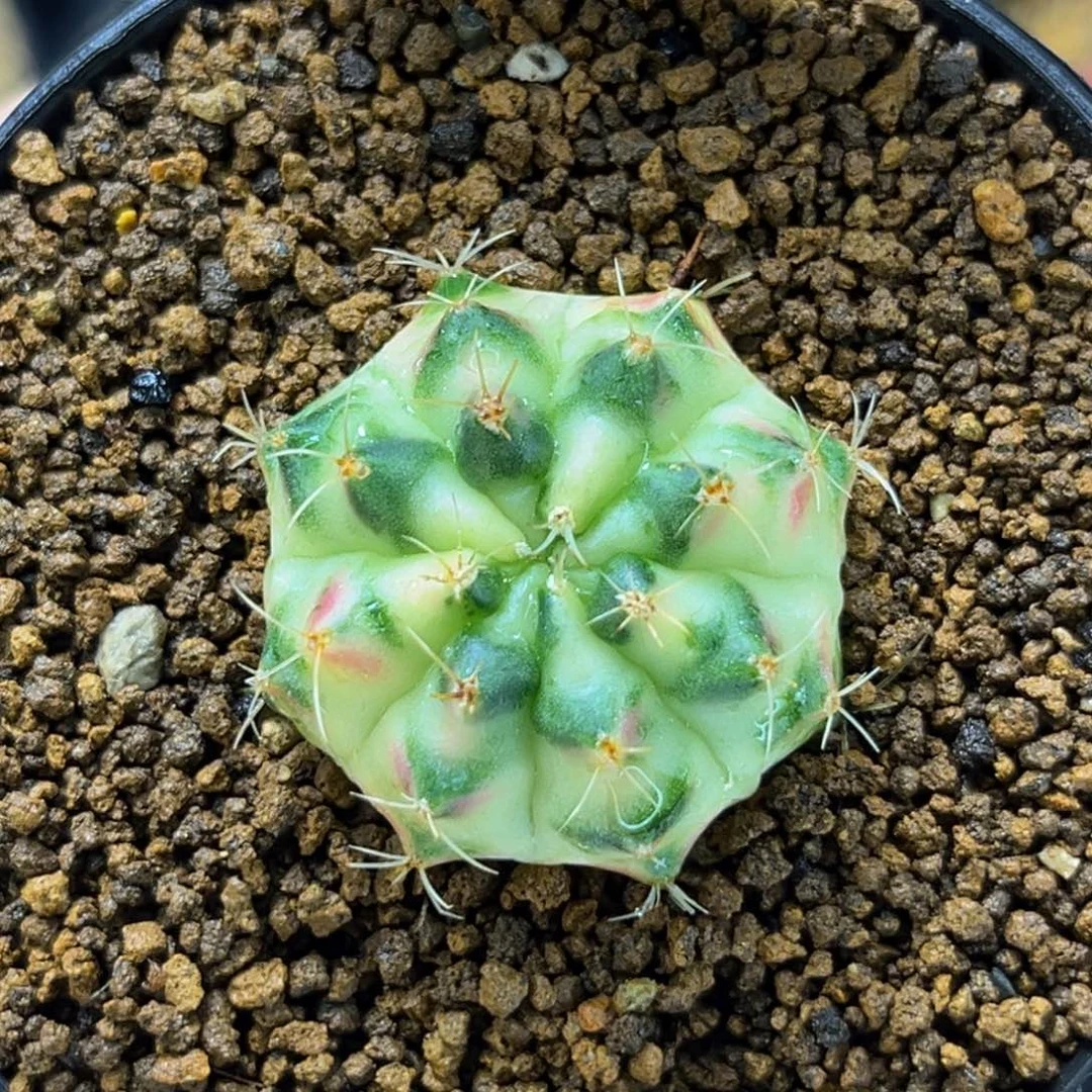 白锦 米哈仙人球