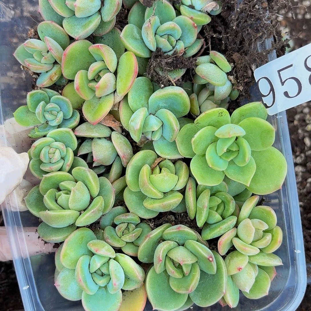 多肉植物多肉植物958