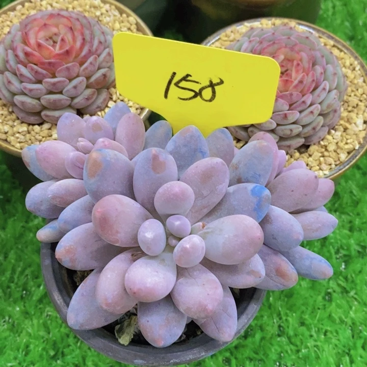 缘**此多肉植物，开心多肉