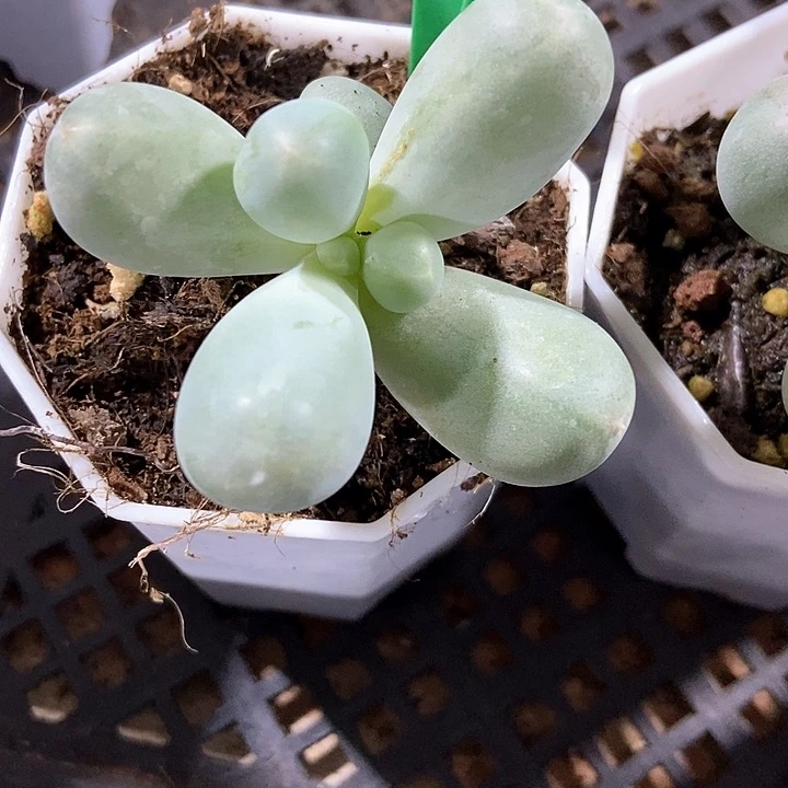 多肉植物米可938