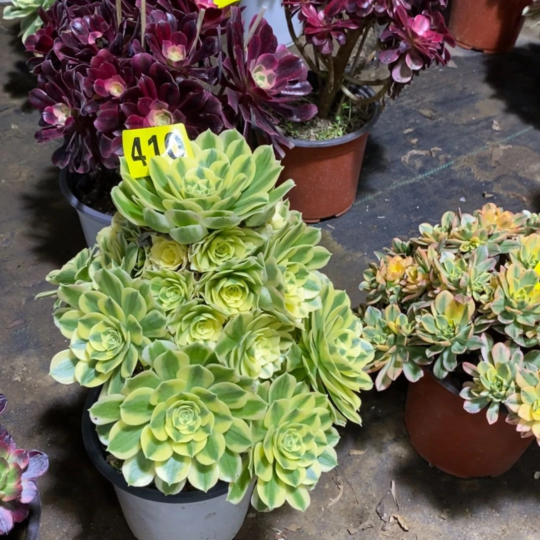 迈巴赫多肉法师410