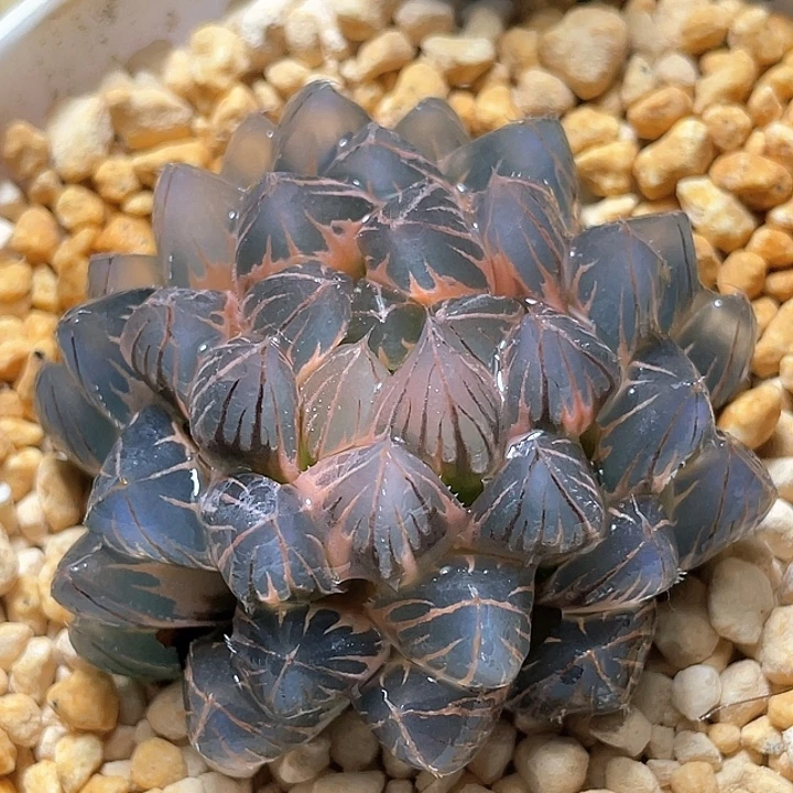 597糊斑霓虹灯锦母本级别