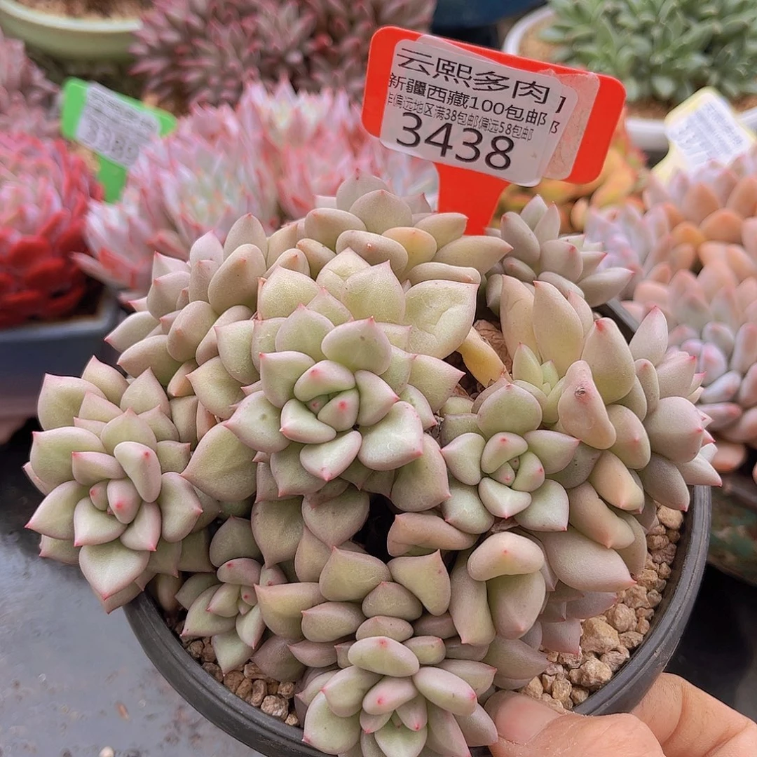3438黄金象牙多肉植物