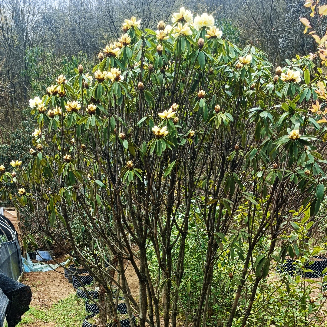 高山杜鹃露珠黄大树丛林基地二十年老桩紫荆花盛开