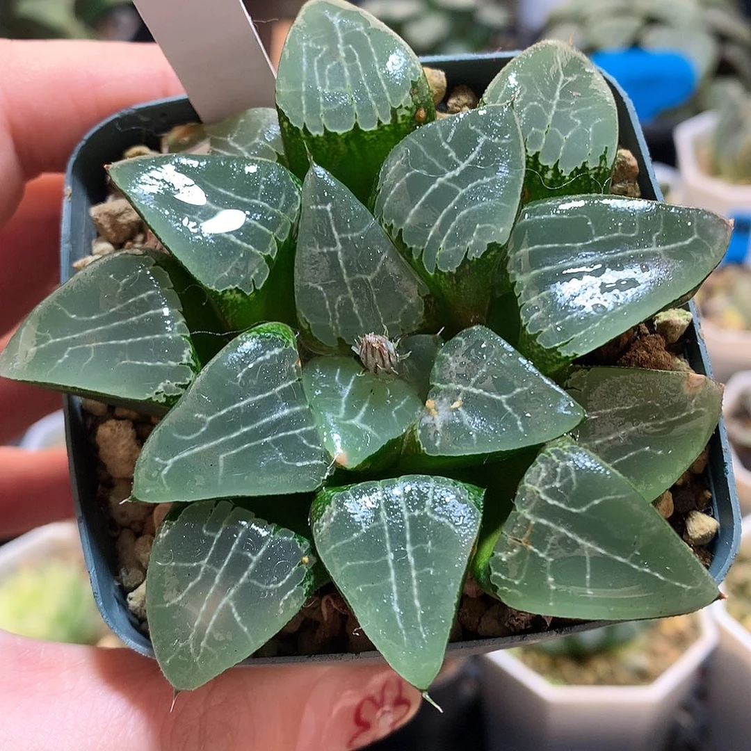 71号池田月影一物一拍