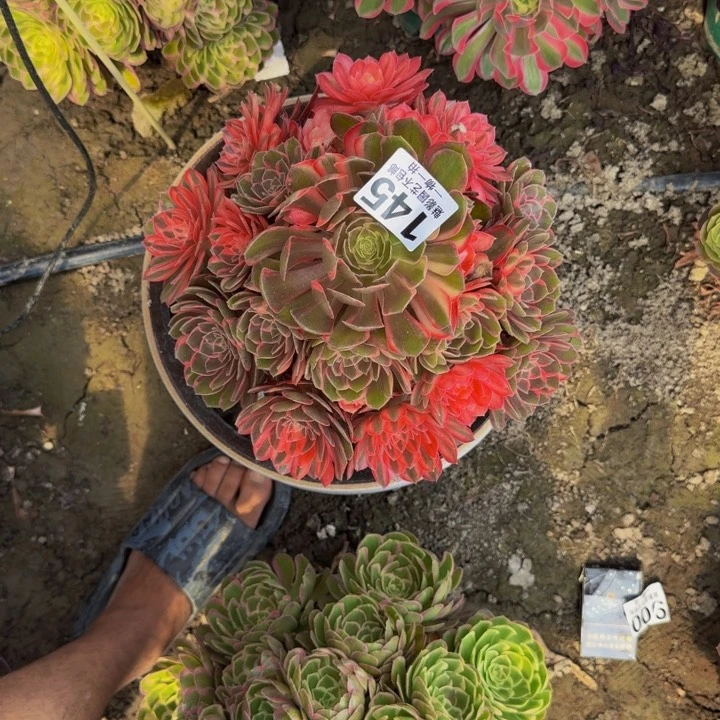 黑魔锦花27-6包邮花花