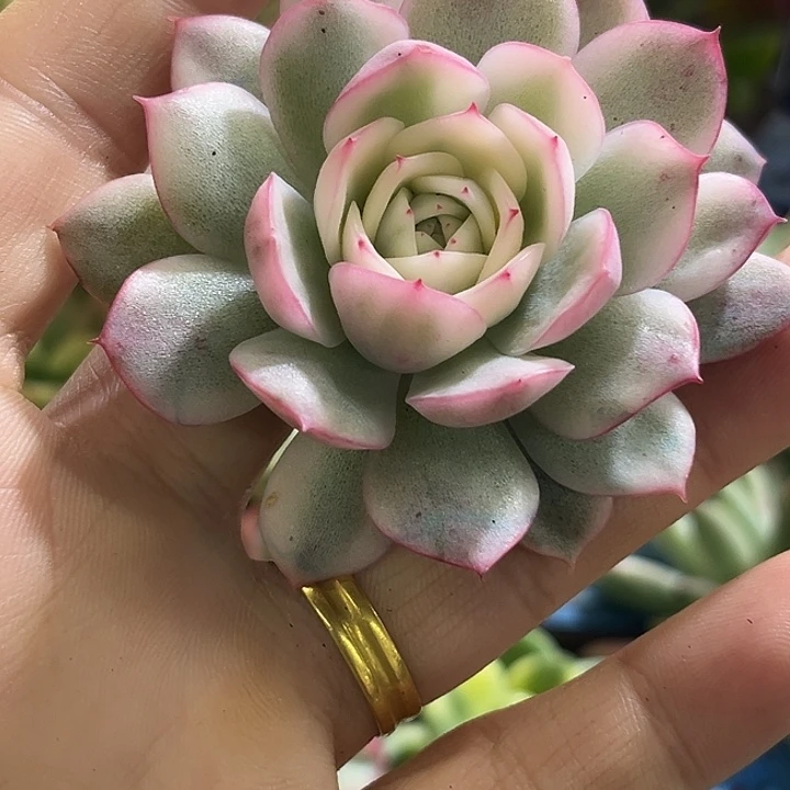 483粉水晶韩水晶锦炸