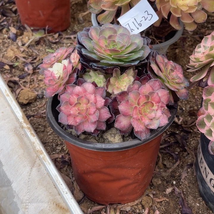 এ****7-16-23龙鳞法师锦寄养