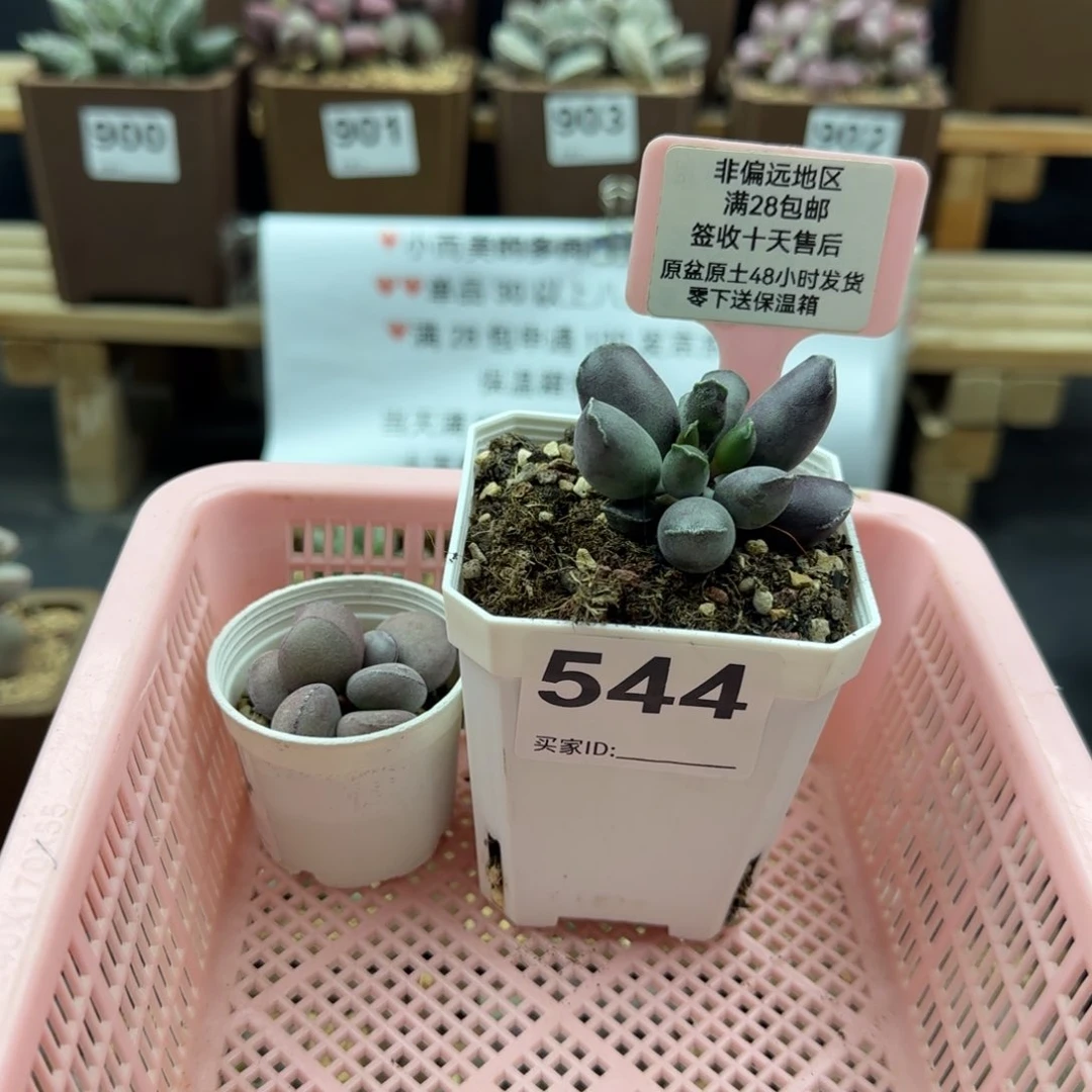 爱**可544球球紫蛋艺妓海豹多肉植物