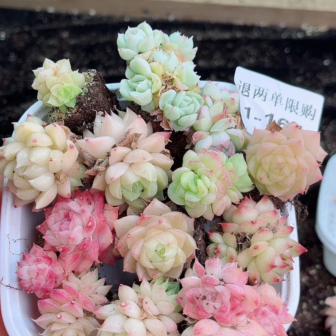 ，1-165 新疆西藏内蒙不发12.8包邮2-3公分多肉
