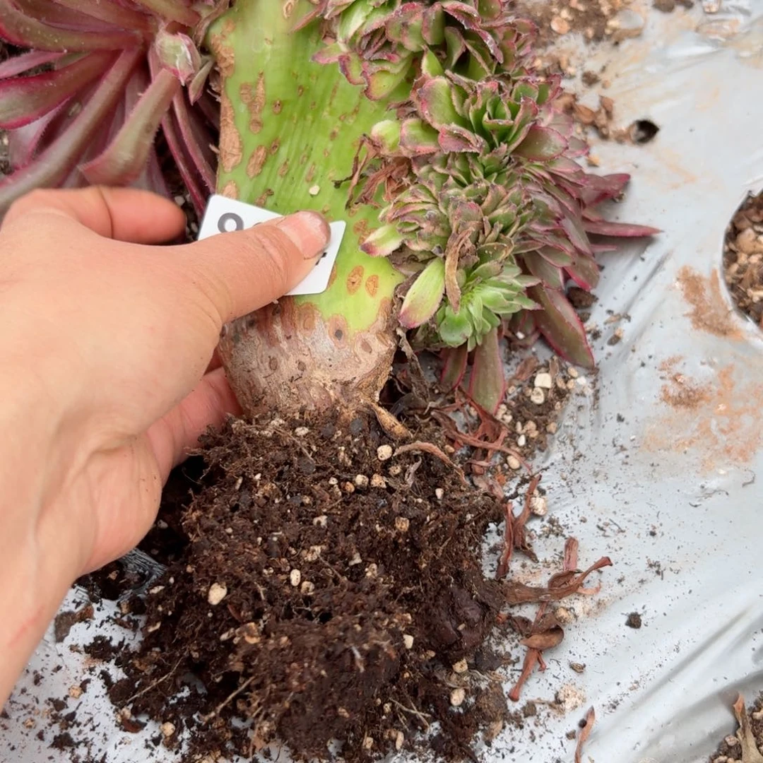 我8684 号多肉法师特价