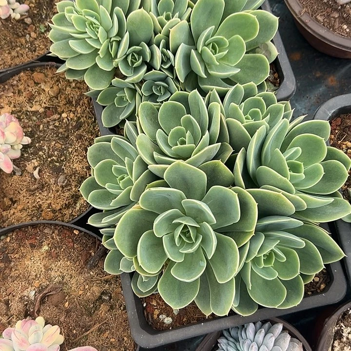 A***坊多肉植物实物直播实物9