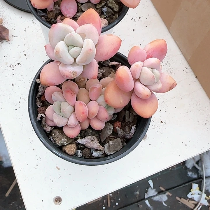 青蛙王子儿童牙膏111