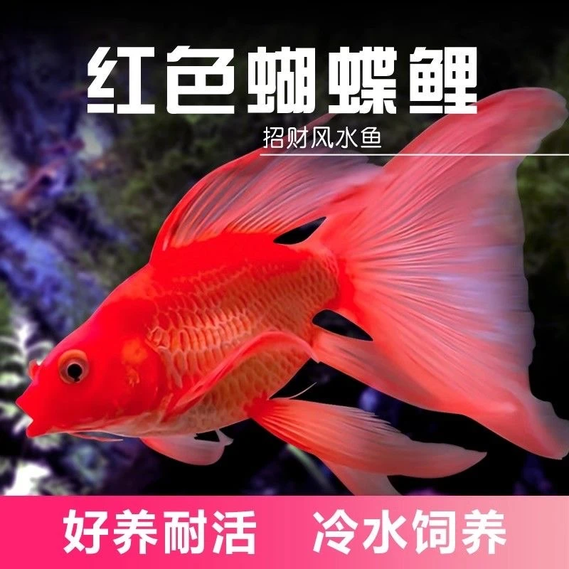 台湾火红蝴蝶鲤海淡水纯种大尾狮子头短身普身球体球体贵妃观赏鱼