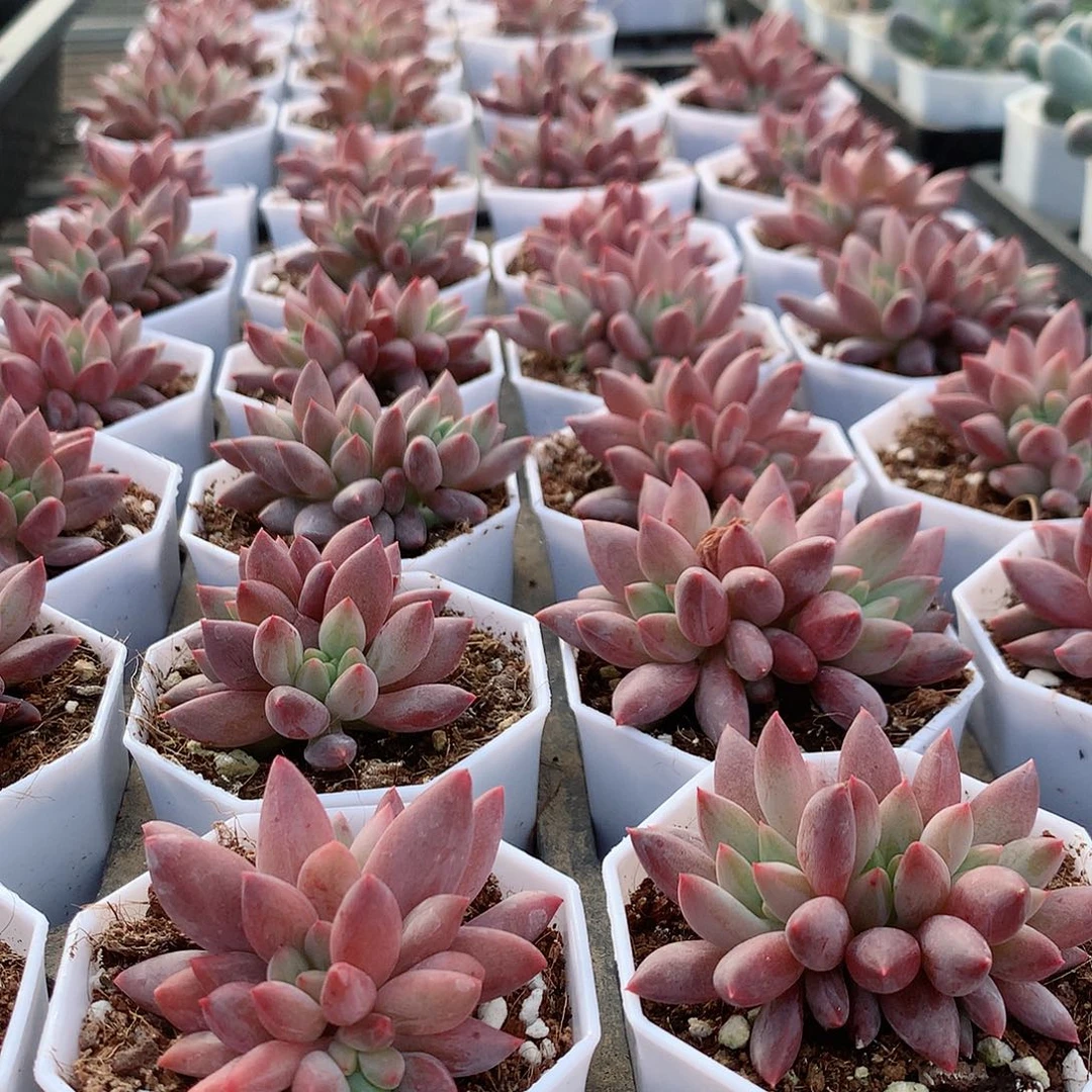 车厘子群488888888774447