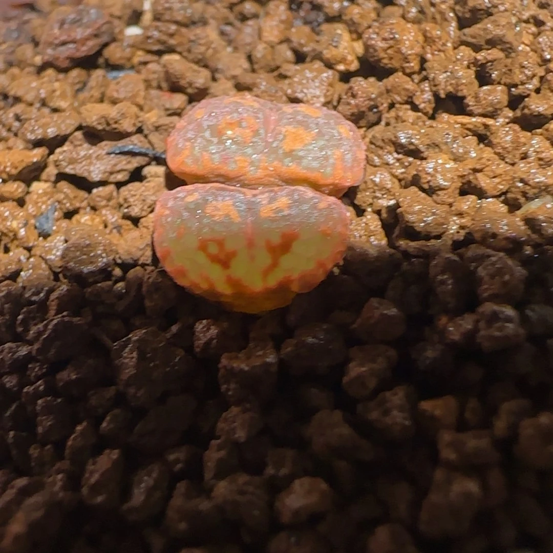 肉锥多肉植物百科-爱心勋章1715