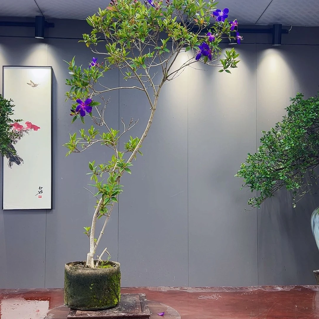 甘***安海岛紫牡丹盆景