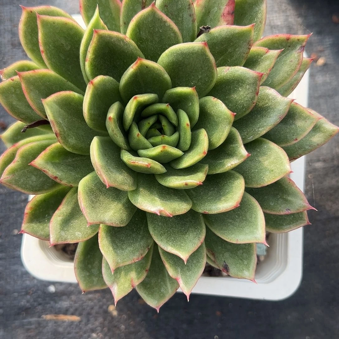 多肉植物一物一拍020