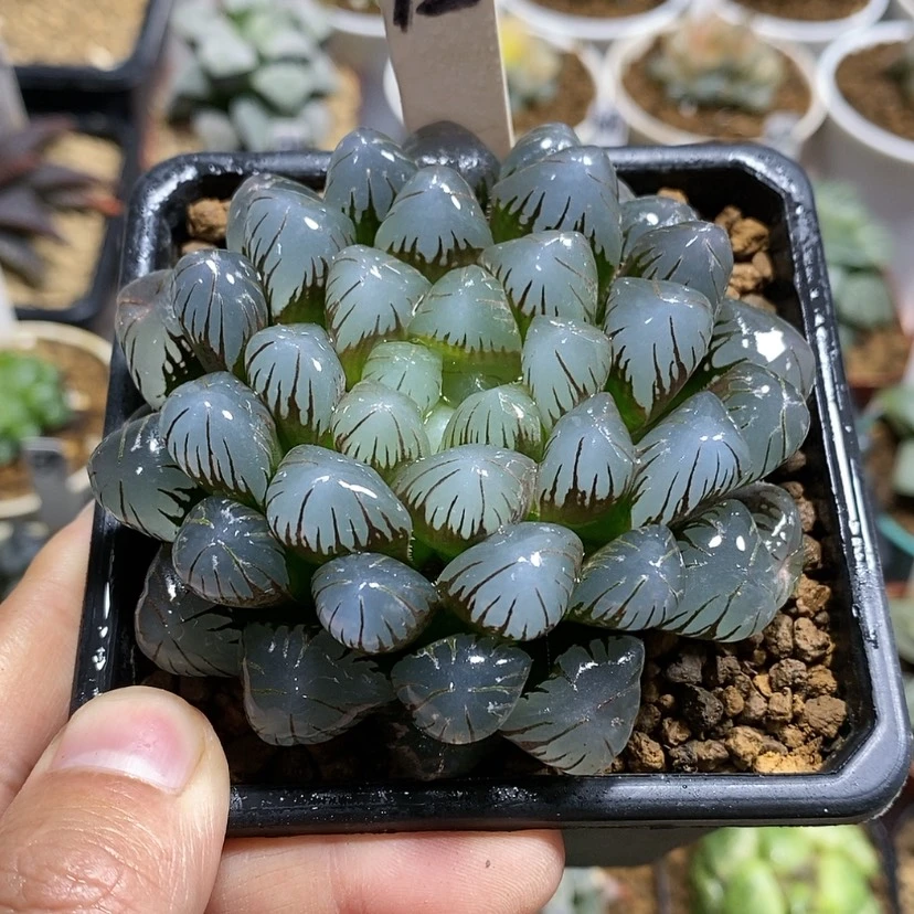 【闪购商品】12潘灯