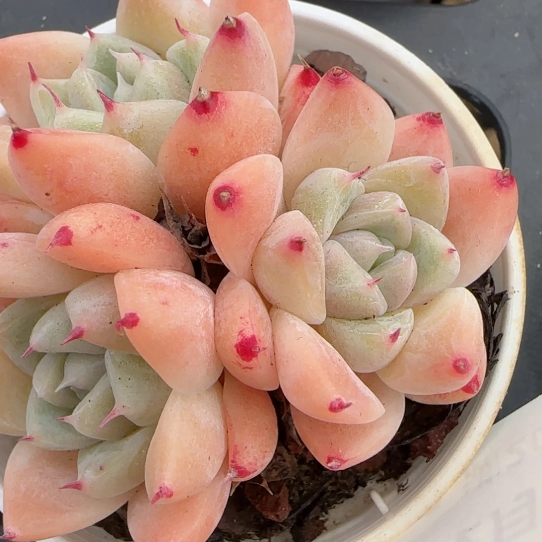 花语逸境0209-605