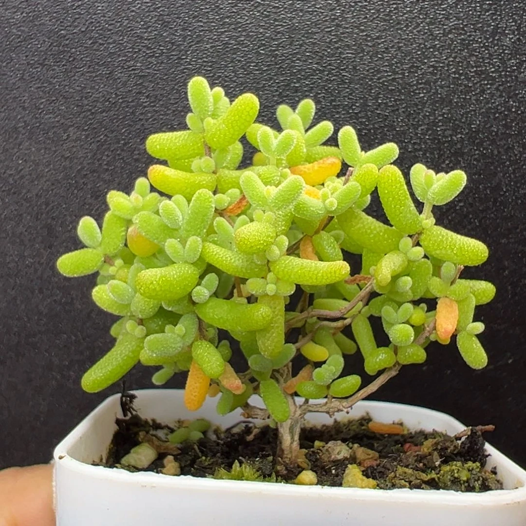 u832直杆棒棒糖金桔糖球冠幅5cm