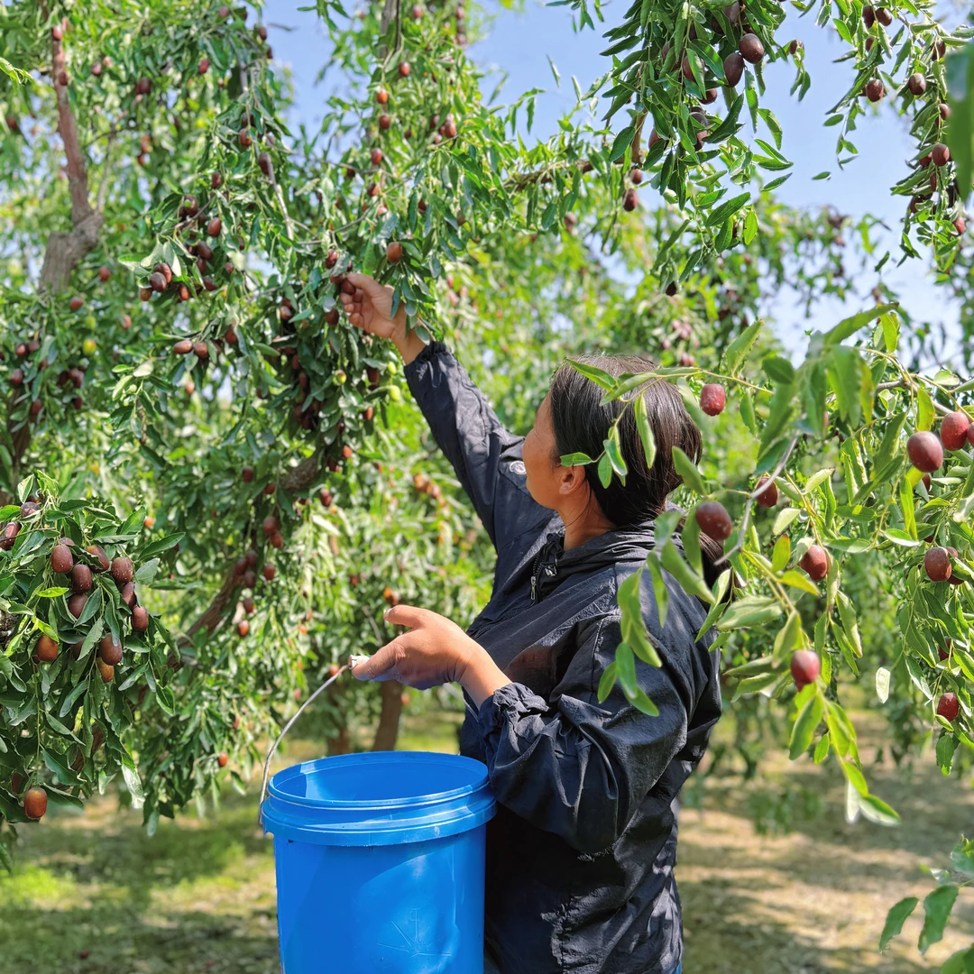 正宗产地现摘现发鲜甜多汁脆甜口感一枣两吃新疆直发京东快递