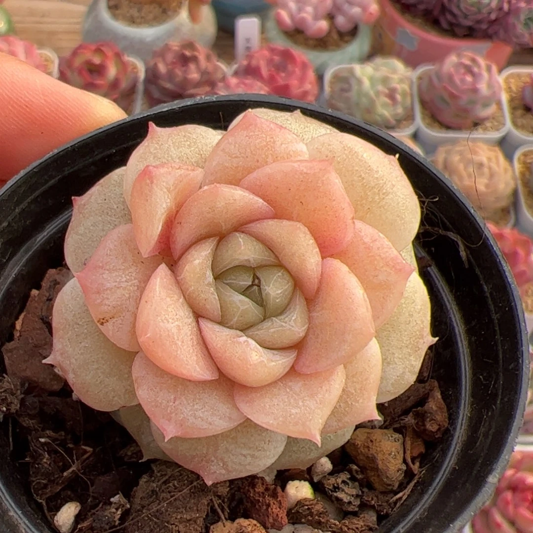 ?****?519 多肉植物组合盆栽