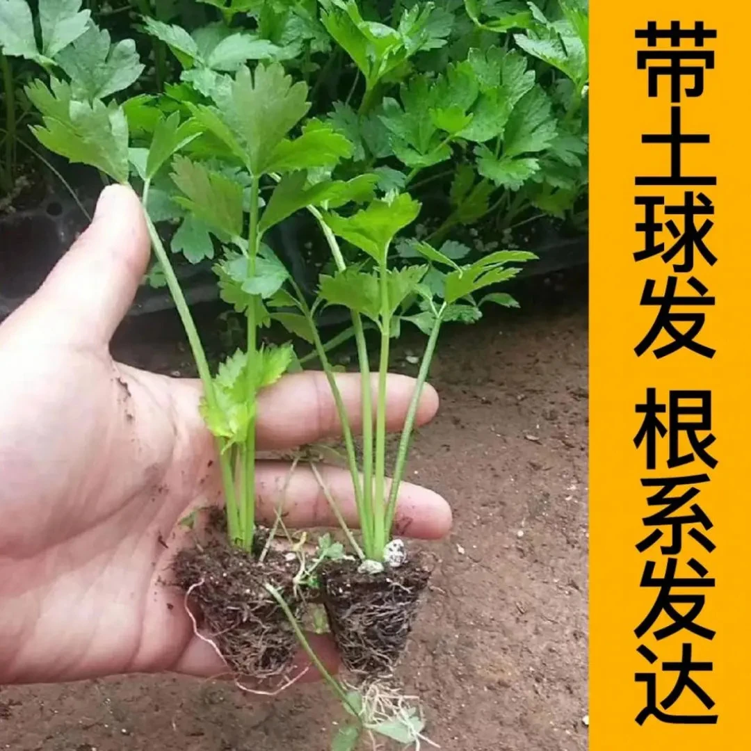 【山东寿光发货对版芹菜苗】皇后四季香芹阳台盆栽小院种植