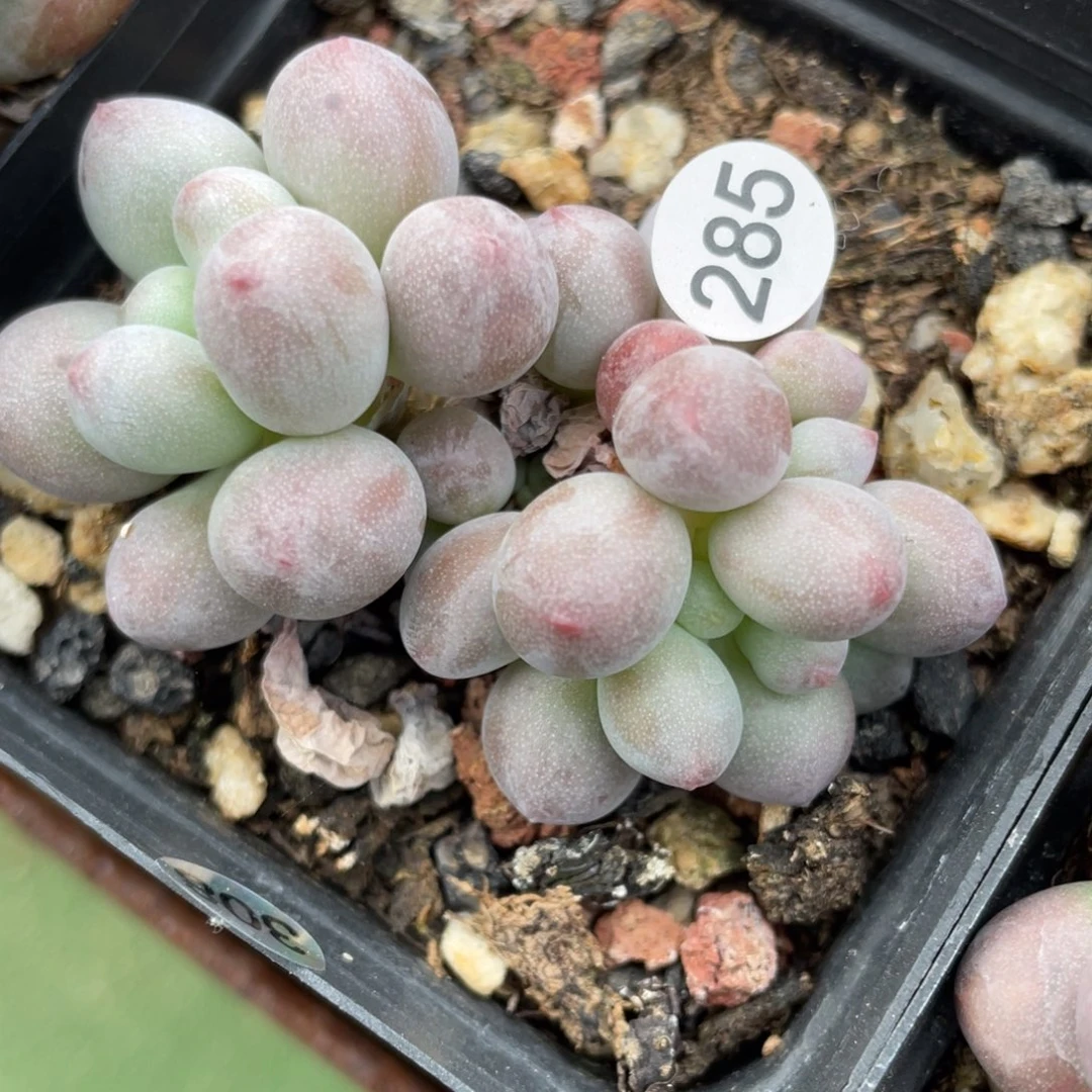 仙子奶酪多肉植物