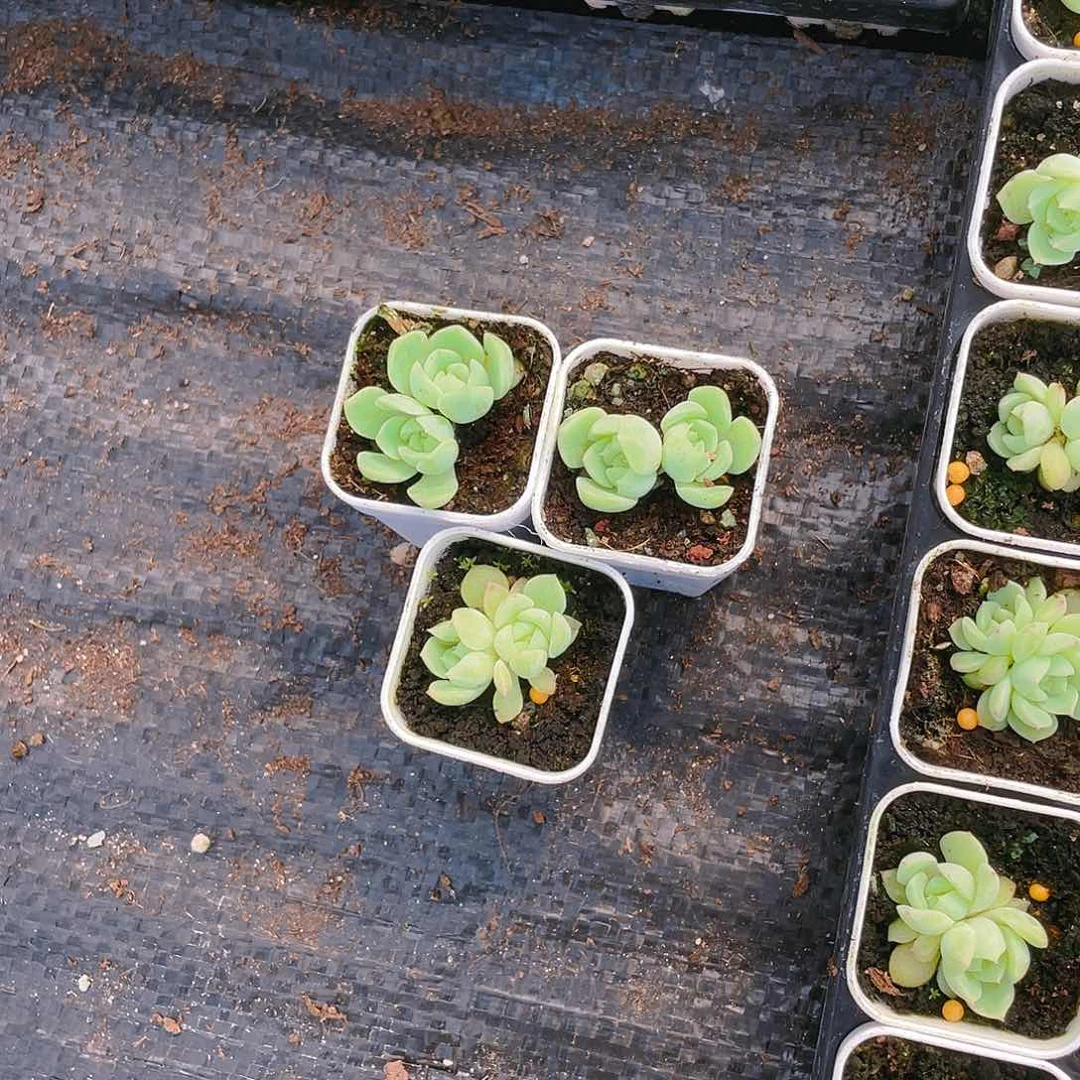 泼天中盆一个满25包邮