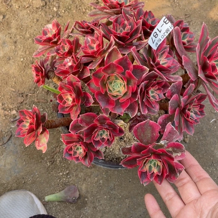 187女妖多肉123445789