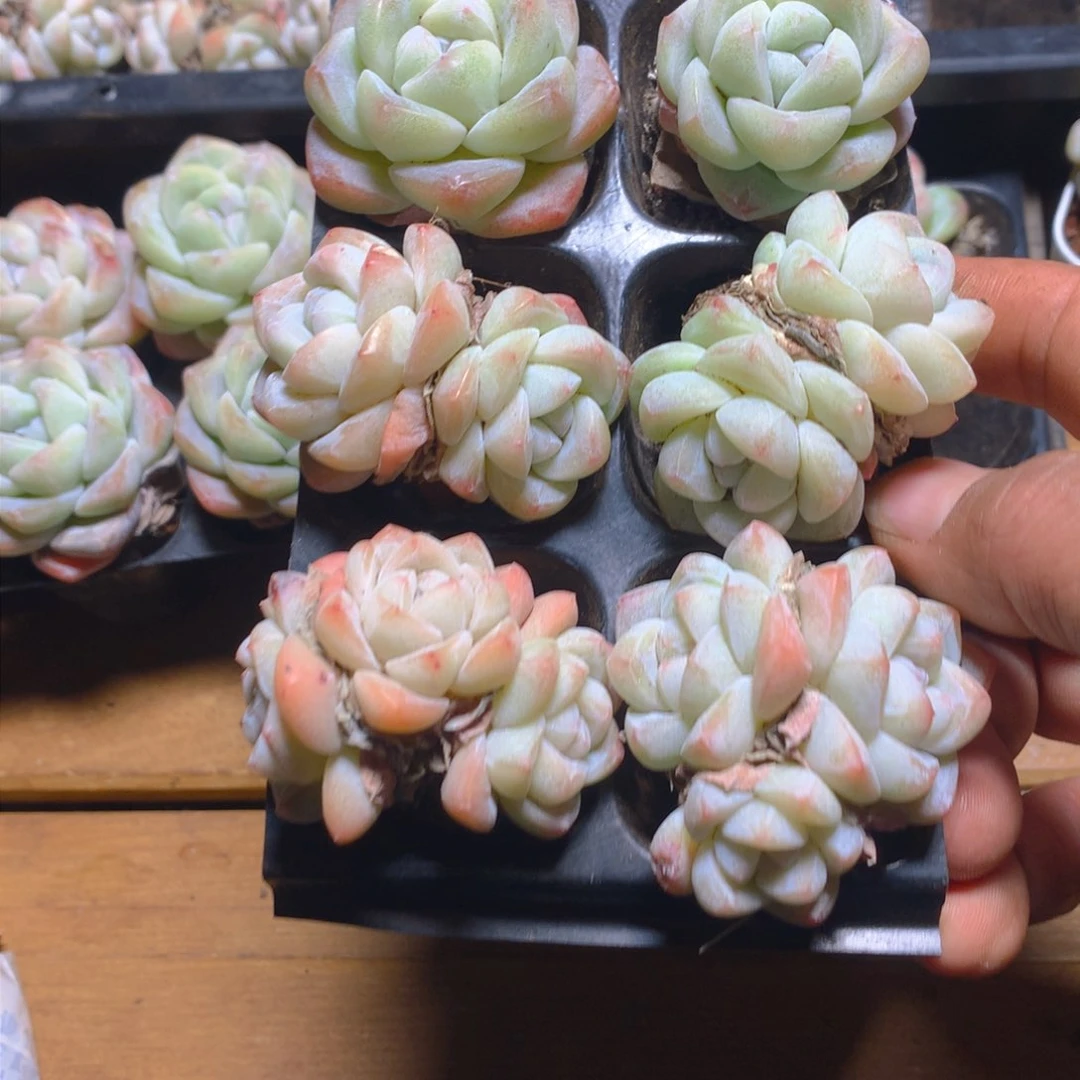 精控冰玉组合一物一拍