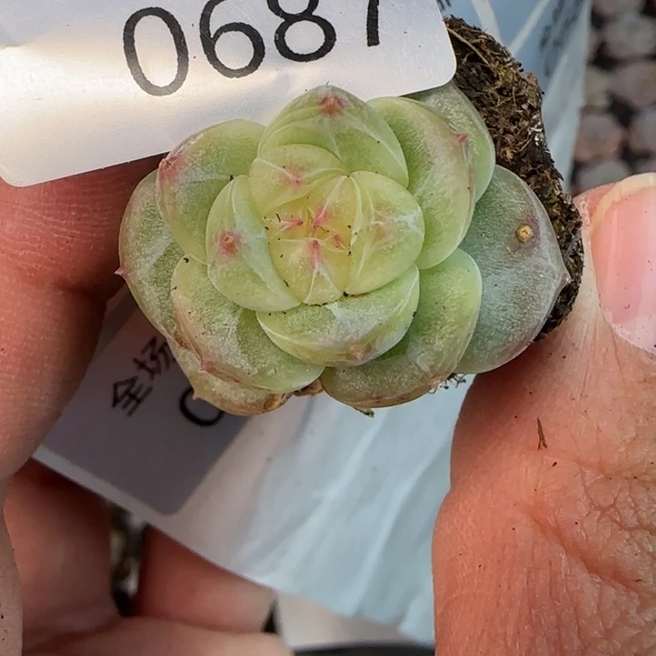 687号新品扶摇拍一颗的价格