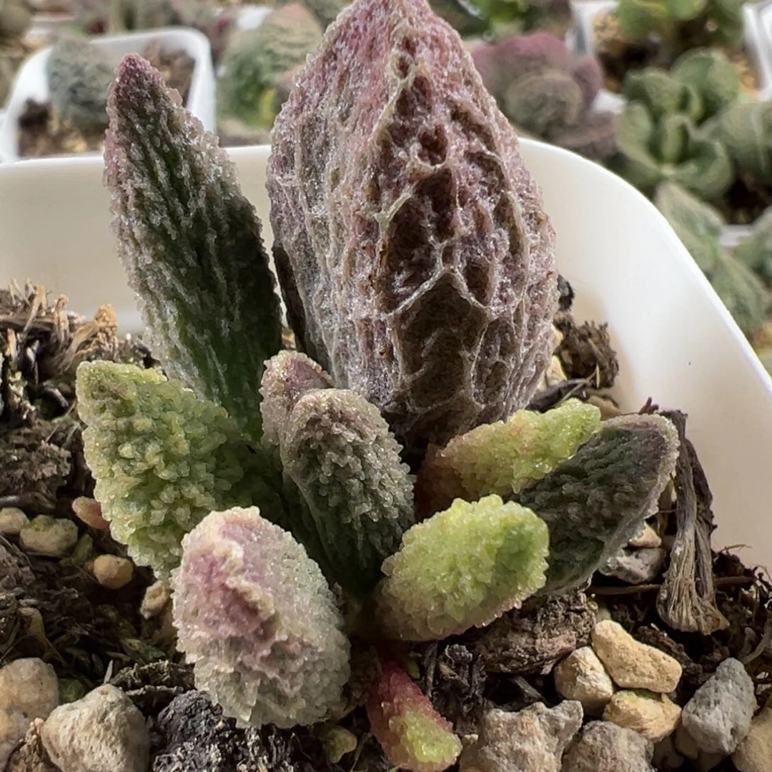 苍龙大苗多肉植物水泡
