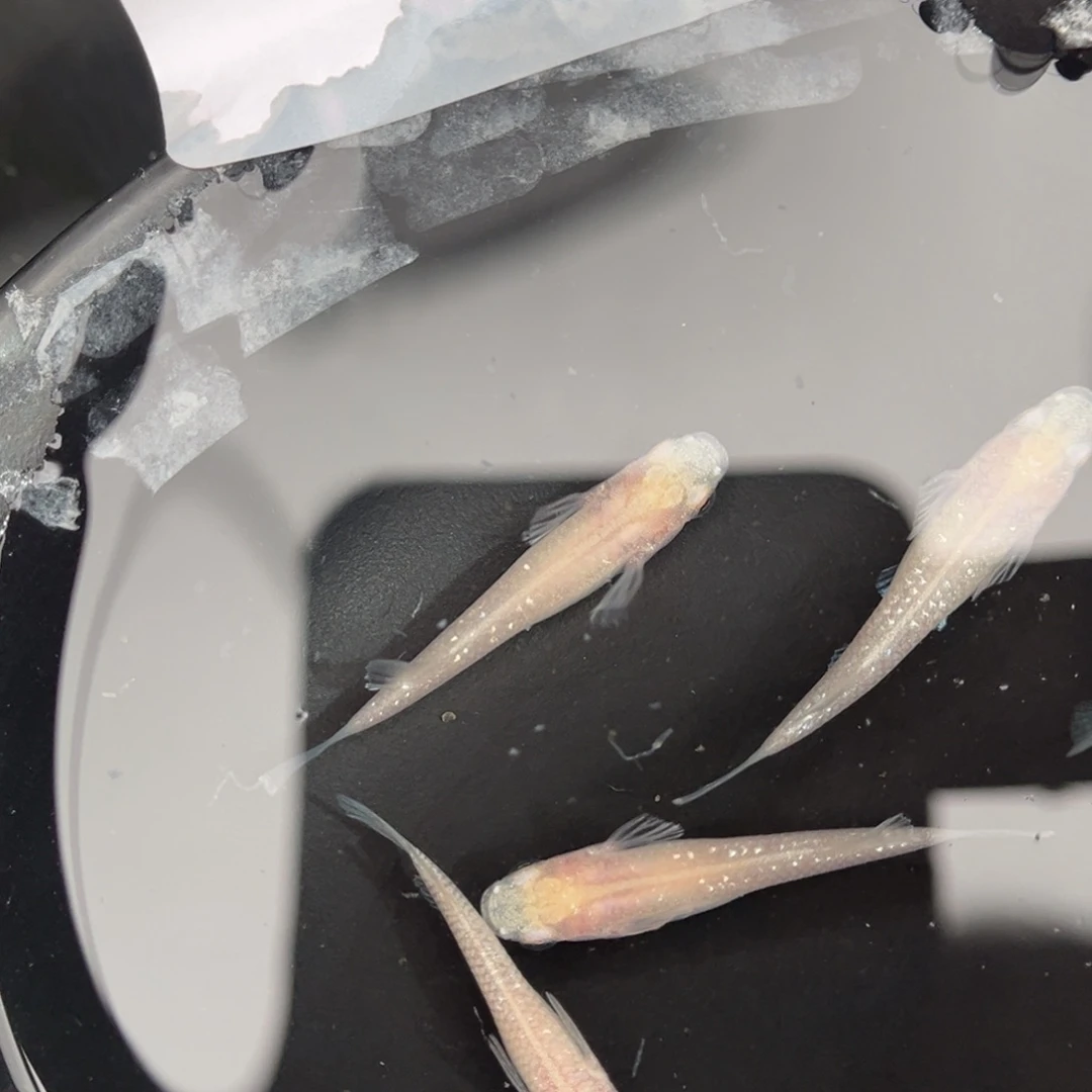 青鳉鱼213白雪公主五尾