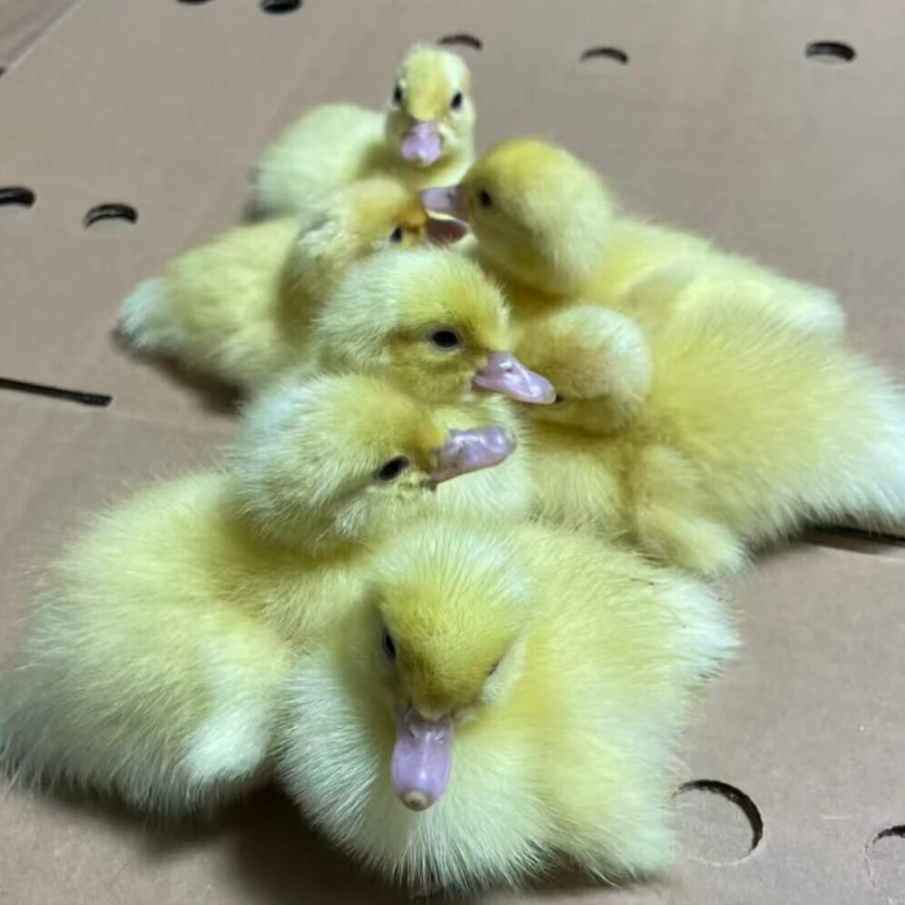 宠物鸭小黄鸭出壳鸭幼苗活体小宠物红脸鸭洋鸭火鸭顺丰包邮
