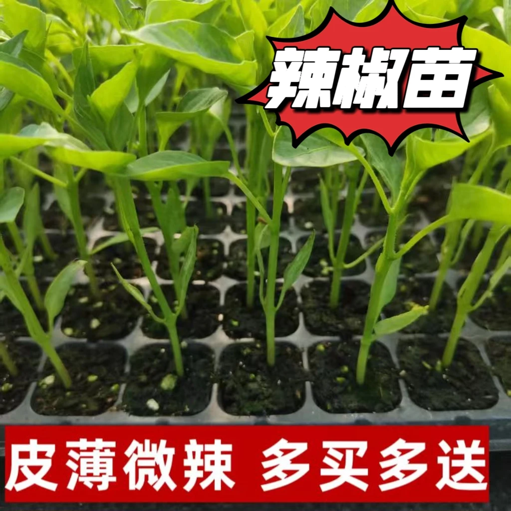 辣椒苗高产蔬菜苗薄皮椒苗长线椒苗螺丝椒朝天椒粉番茄四季种植