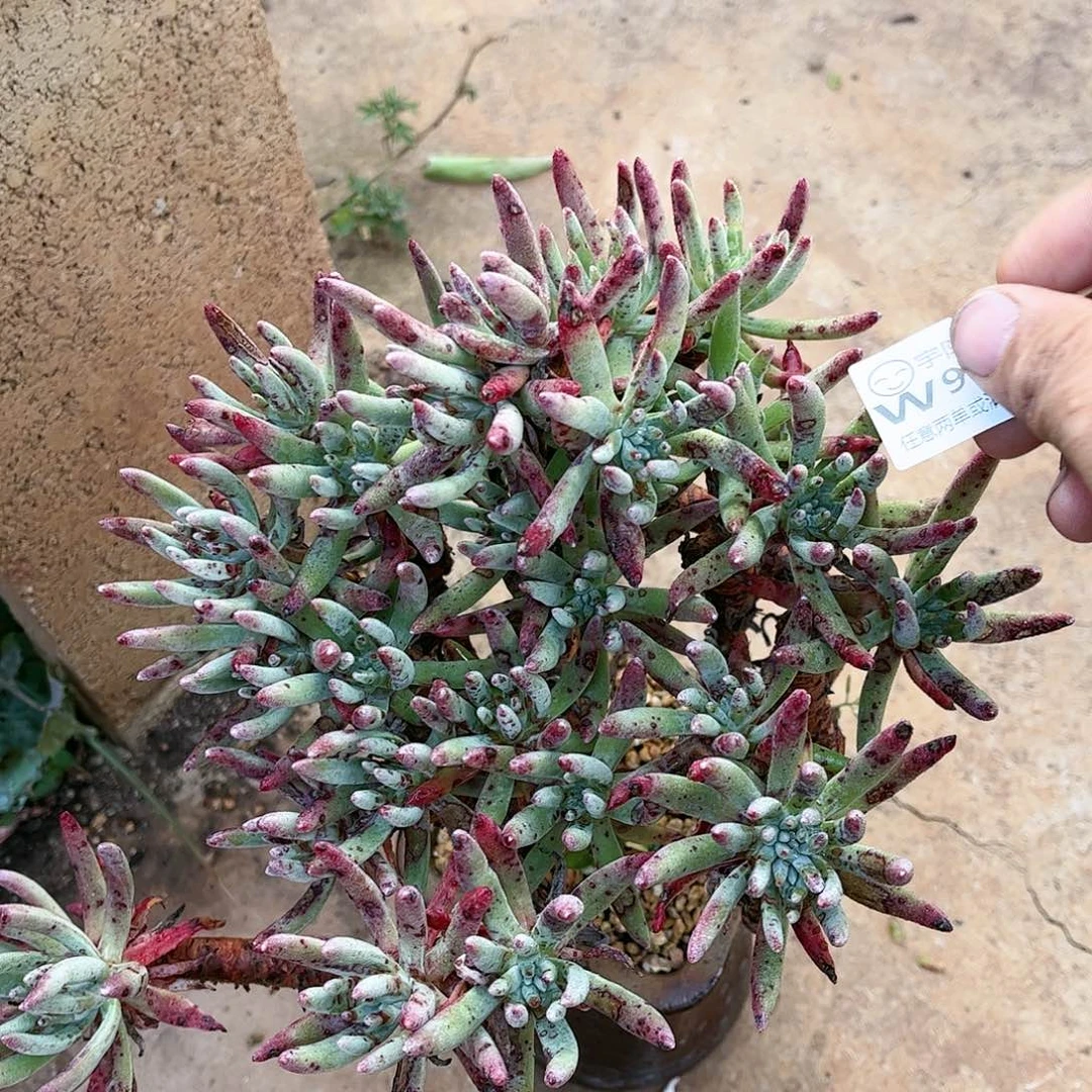 9060爱度里斯仙女杯多肉