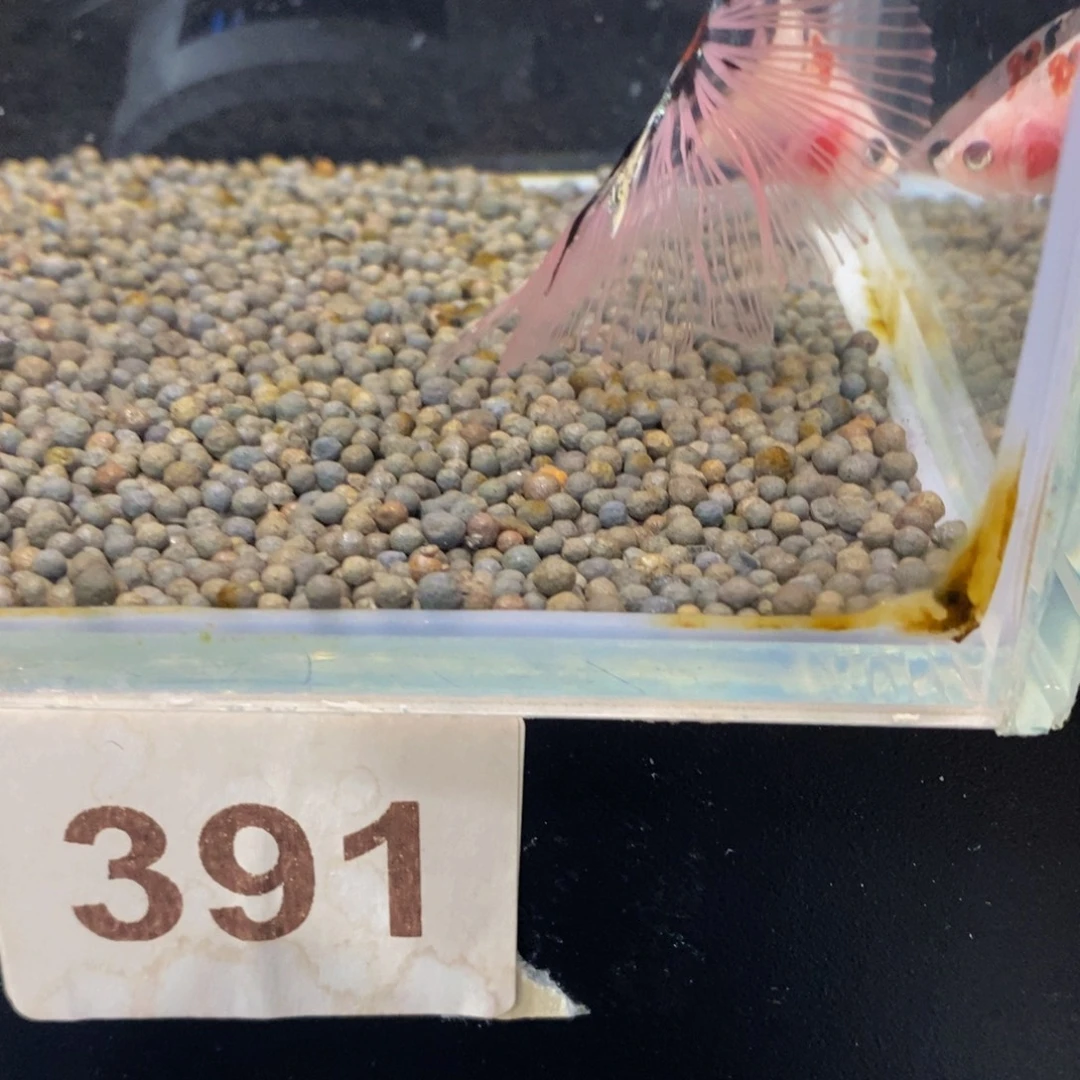 斗鱼3 91巨斗111111