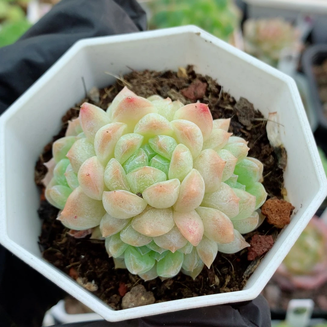58包邮  群生不包整糖心43